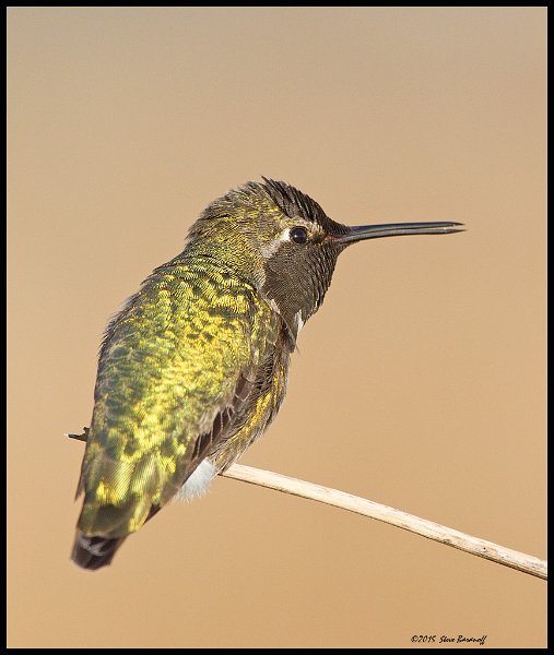 _5SB0343 annas hummingbird.jpg